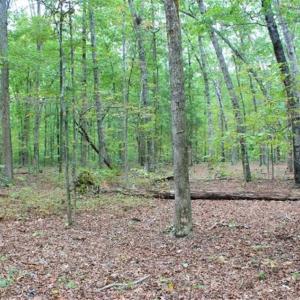 Photo of SOLD!! 95.7 Acres of Timber Land For Sale in Buckingham County VA!