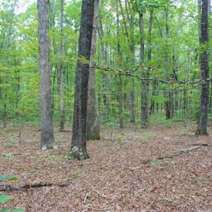 Photo of SOLD!! 95.7 Acres of Timber Land For Sale in Buckingham County VA!