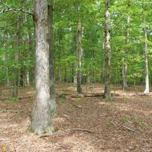 Photo of SOLD!! 95.7 Acres of Timber Land For Sale in Buckingham County VA!