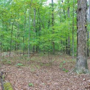 Photo of SOLD!! 95.7 Acres of Timber Land For Sale in Buckingham County VA!