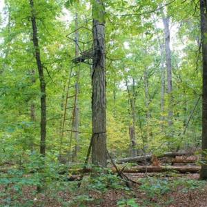 Photo of SOLD!! 95.7 Acres of Timber Land For Sale in Buckingham County VA!