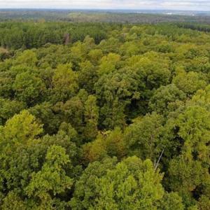 Photo of SOLD!! 95.7 Acres of Timber Land For Sale in Buckingham County VA!