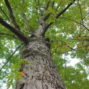 Photo of SOLD!! 95.7 Acres of Timber Land For Sale in Buckingham County VA!