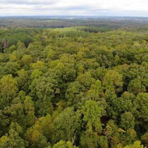 Photo of SOLD!! 95.7 Acres of Timber Land For Sale in Buckingham County VA!