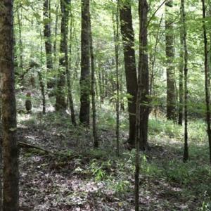 Photo of SOLD!!  6.84 Acres of Hunting and Residential Land For Sale in Caswell County NC!