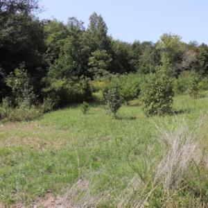 Photo of SOLD!!  6.84 Acres of Hunting and Residential Land For Sale in Caswell County NC!