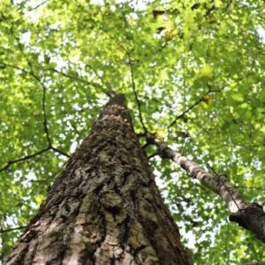 Photo of SOLD!!  6.84 Acres of Hunting and Residential Land For Sale in Caswell County NC!