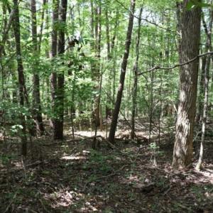 Photo of SOLD!!  6.84 Acres of Hunting and Residential Land For Sale in Caswell County NC!