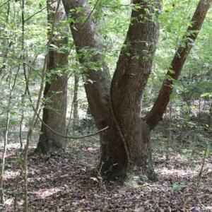 Photo of SOLD!!  6.84 Acres of Hunting and Residential Land For Sale in Caswell County NC!