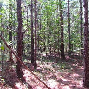 Photo of REDUCED! 3 Acre Building Site For Sale in Southampton County VA!