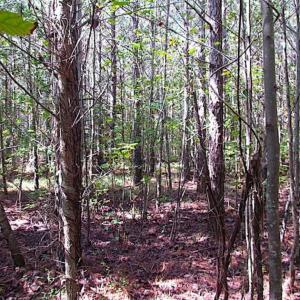 Photo of REDUCED! 3 Acre Building Site For Sale in Southampton County VA!