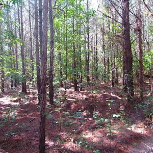 Photo of REDUCED! 3 Acre Building Site For Sale in Southampton County VA!