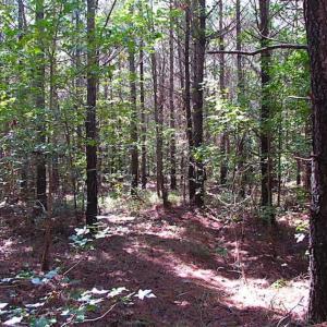 Photo of REDUCED! 3 Acre Building Site For Sale in Southampton County VA!