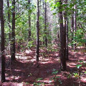Photo of REDUCED! 3 Acre Building Site For Sale in Southampton County VA!