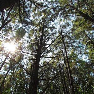Photo of REDUCED! 3 Acre Building Site For Sale in Southampton County VA!
