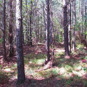 Photo of REDUCED! 3 Acre Building Site For Sale in Southampton County VA!