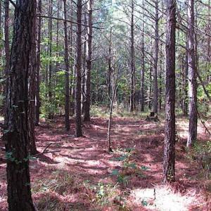 Photo of REDUCED! 3 Acre Building Site For Sale in Southampton County VA!