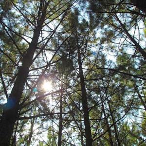 Photo of REDUCED! 3 Acre Building Site For Sale in Southampton County VA!