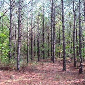 Photo of REDUCED! 3 Acre Building Site For Sale in Southampton County VA!