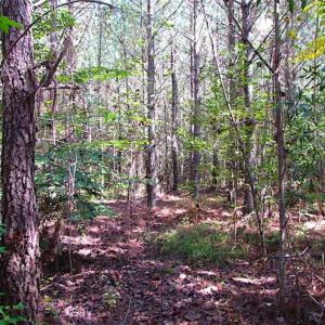Photo of REDUCED! 3 Acre Building Site For Sale in Southampton County VA!