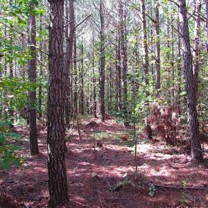 Photo of REDUCED! 3 Acre Building Site For Sale in Southampton County VA!