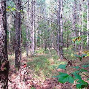 Photo of REDUCED! 3 Acre Building Site For Sale in Southampton County VA!