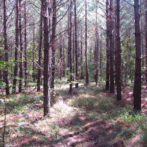 Photo of REDUCED! 3 Acre Building Site For Sale in Southampton County VA!