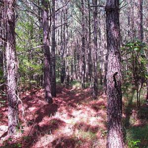 Photo of REDUCED! 3 Acre Building Site For Sale in Southampton County VA!