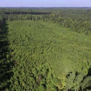 Photo of UNDER CONTRACT!!  45 Acres of Recreational and Hunting Land For Sale in Mecklenburg County VA!