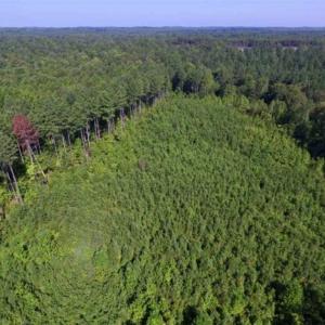 Photo of UNDER CONTRACT!!  45 Acres of Recreational and Hunting Land For Sale in Mecklenburg County VA!