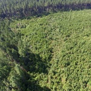 Photo of UNDER CONTRACT!!  45 Acres of Recreational and Hunting Land For Sale in Mecklenburg County VA!