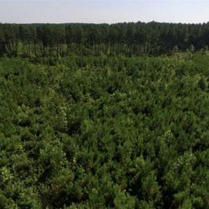 Photo of UNDER CONTRACT!!  45 Acres of Recreational and Hunting Land For Sale in Mecklenburg County VA!