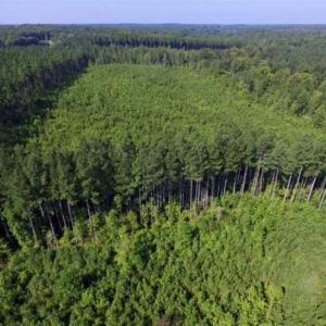 Photo of UNDER CONTRACT!!  45 Acres of Recreational and Hunting Land For Sale in Mecklenburg County VA!