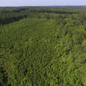 Photo of UNDER CONTRACT!!  45 Acres of Recreational and Hunting Land For Sale in Mecklenburg County VA!