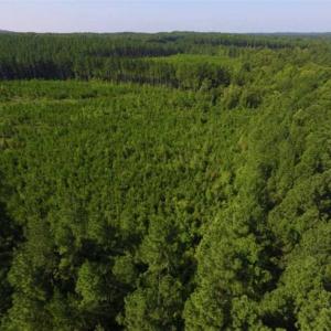 Photo of UNDER CONTRACT!!  45 Acres of Recreational and Hunting Land For Sale in Mecklenburg County VA!