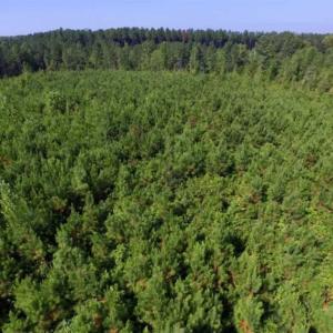 Photo of UNDER CONTRACT!!  45 Acres of Recreational and Hunting Land For Sale in Mecklenburg County VA!