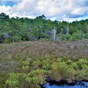 Photo of REDUCED! 17.82 Acres of Hunting Land for Sale in Pamlico County NC!