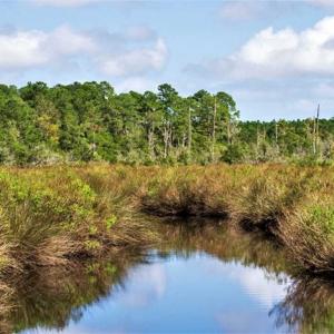 Photo of REDUCED! 17.82 Acres of Hunting Land for Sale in Pamlico County NC!