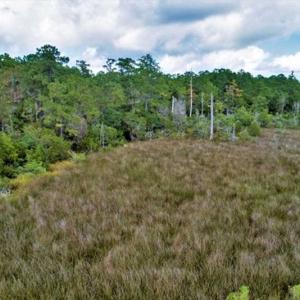 Photo of REDUCED! 17.82 Acres of Hunting Land for Sale in Pamlico County NC!
