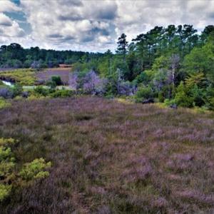 Photo of REDUCED! 17.82 Acres of Hunting Land for Sale in Pamlico County NC!