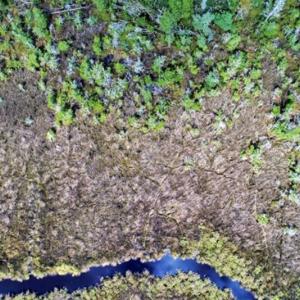 Photo of REDUCED! 17.82 Acres of Hunting Land for Sale in Pamlico County NC!
