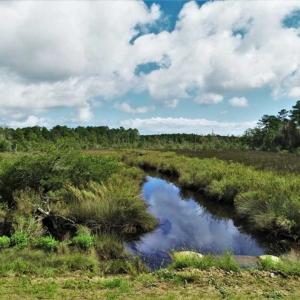 Photo of REDUCED! 17.82 Acres of Hunting Land for Sale in Pamlico County NC!