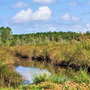 Photo of REDUCED! 17.82 Acres of Hunting Land for Sale in Pamlico County NC!