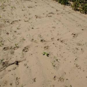 Photo of UNDER CONTRACT!!  31 Acre Timber and Farm Land for Sale in Bertie County NC!