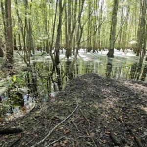 Photo of UNDER CONTRACT!!  31 Acre Timber and Farm Land for Sale in Bertie County NC!