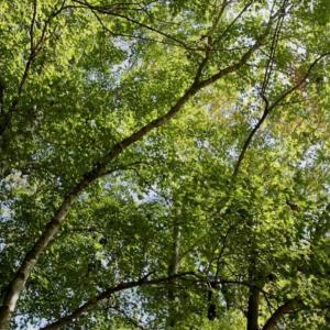 Photo of UNDER CONTRACT!!  31 Acre Timber and Farm Land for Sale in Bertie County NC!