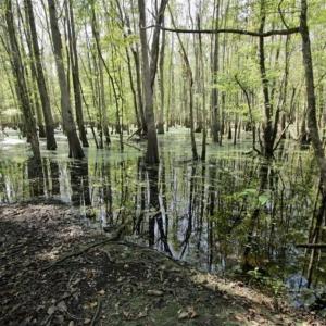 Photo of UNDER CONTRACT!!  31 Acre Timber and Farm Land for Sale in Bertie County NC!