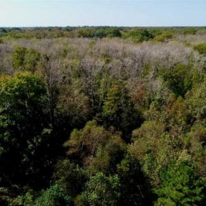 Photo of UNDER CONTRACT!!  31 Acre Timber and Farm Land for Sale in Bertie County NC!