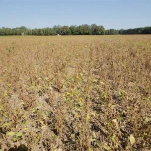 Photo of UNDER CONTRACT!!  31 Acre Timber and Farm Land for Sale in Bertie County NC!