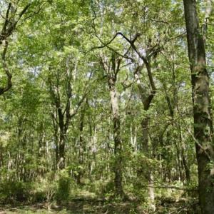 Photo of UNDER CONTRACT!!  31 Acre Timber and Farm Land for Sale in Bertie County NC!